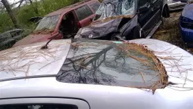 275-59664 Nissan Back Glass Sedan Fits 12-19 Versa 23365