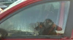 Driver Left Front Door Glass Hatchback Fits 04-09 Spectra 32531277 Used. Price: $110.70.