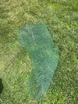 1969-70 Ford Mustang Fastback Rt Door Glass Used. Price: $450.00.