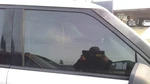 Passenger Right Front Door Glass Without Acoustic Fits 09-19 Flex 31871453 Used. Price: $143.00.