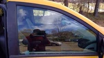 Front Door Glass Dodge Caravan Town Country Rh Passenger 08 - 20 Oem 4894610AB Used. Price: $97.99.