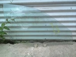 Passenger Front Door Glass For 98-99 Nissan Altima Used. Price: $49.95.