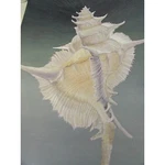 Paper Alabaster Murex Lithograph Print Helen De Werd United Airlines 52790 Vntge Used. Price: $20.31.
