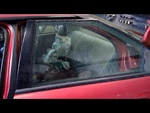 (local Pickup Only) Driver Left Rear Door Glass Fits 93-97 Intrepid 964828 Used. Price: $90.90.