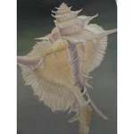 Paper Alabaster Murex Lithograph Print Helen De Werd United Airlines 52787 Vntge Used. Price: $20.31.